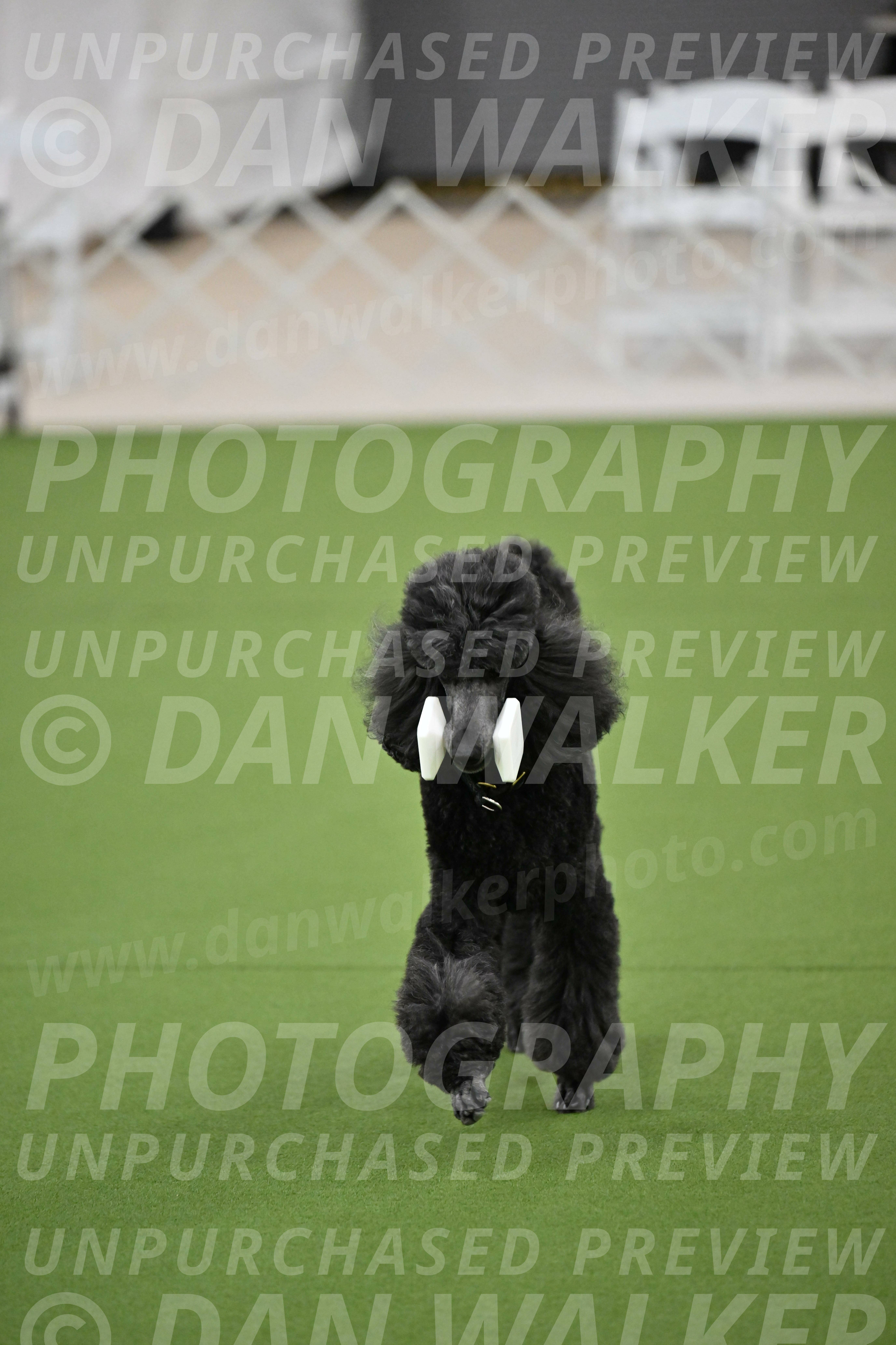 Ring-2-Morning-Obedience_0965