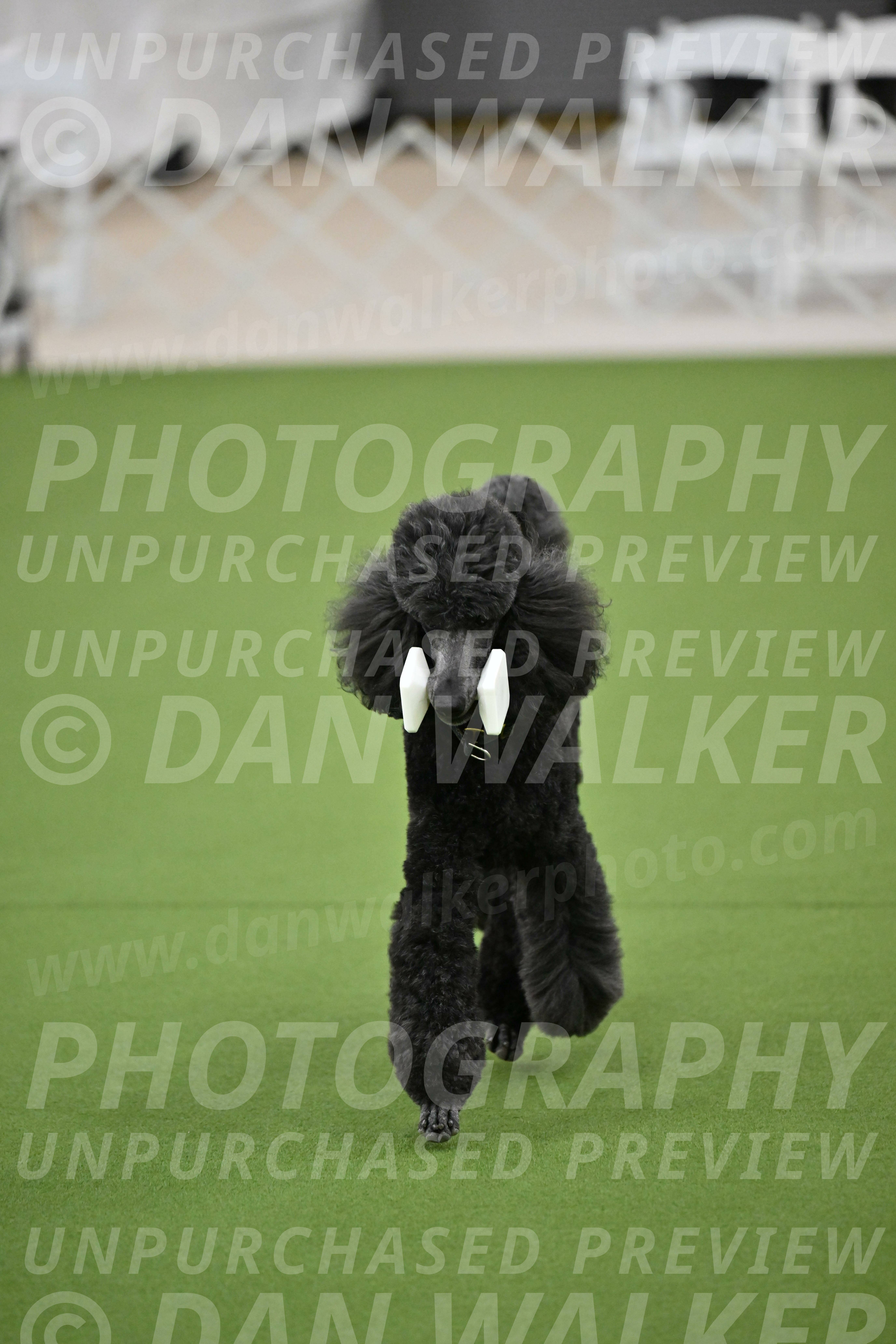 Ring-2-Morning-Obedience_0966