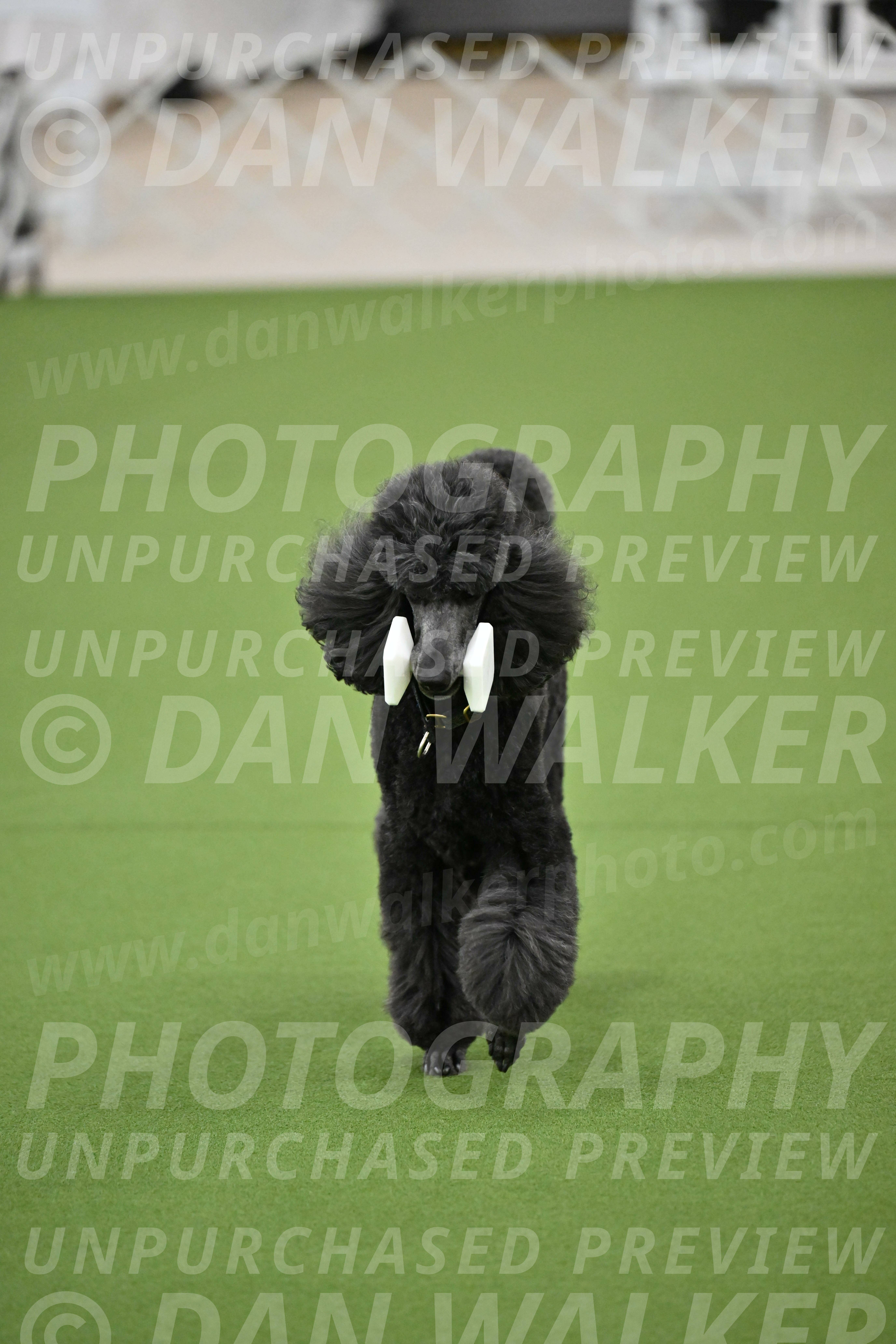 Ring-2-Morning-Obedience_0967