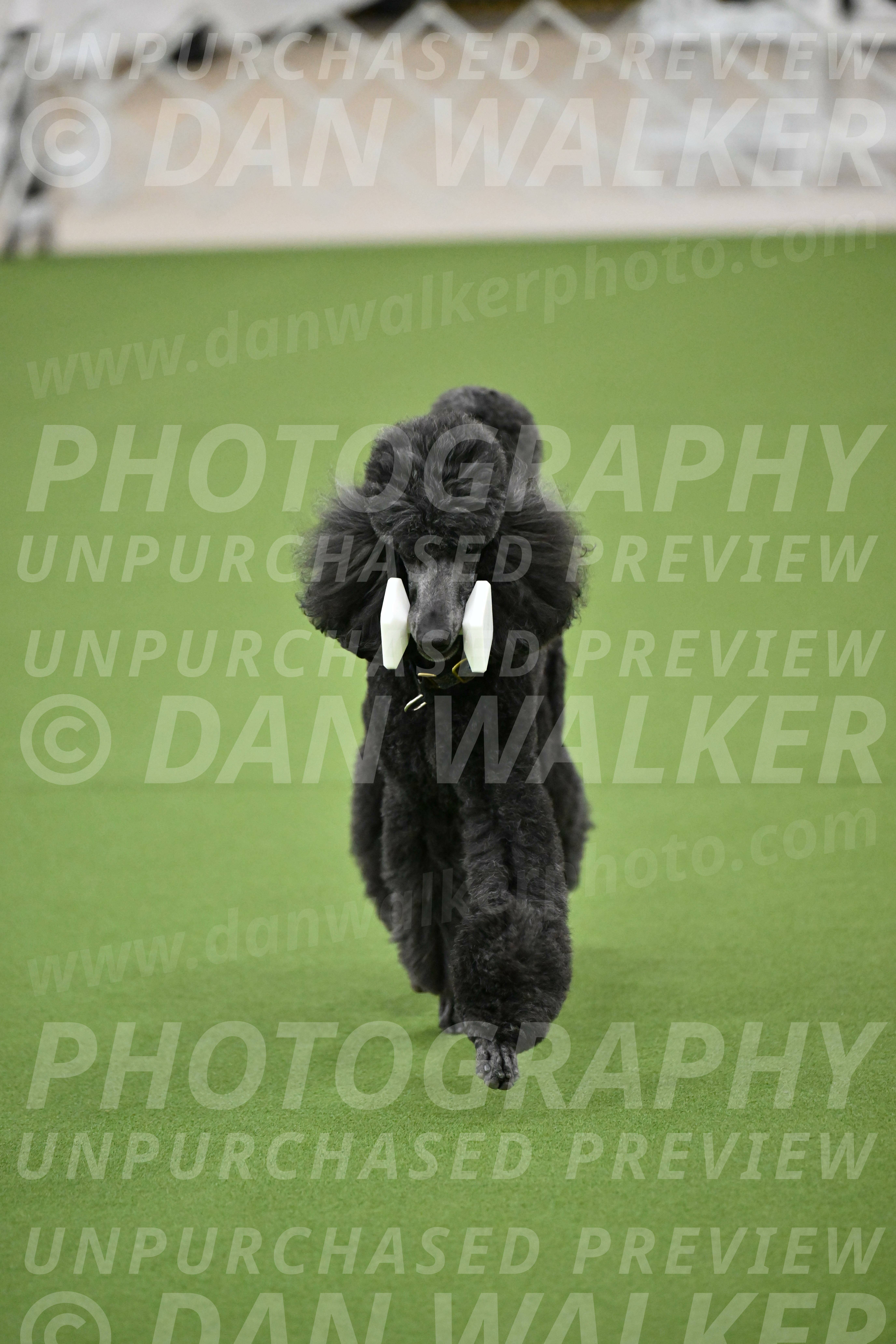 Ring-2-Morning-Obedience_0968