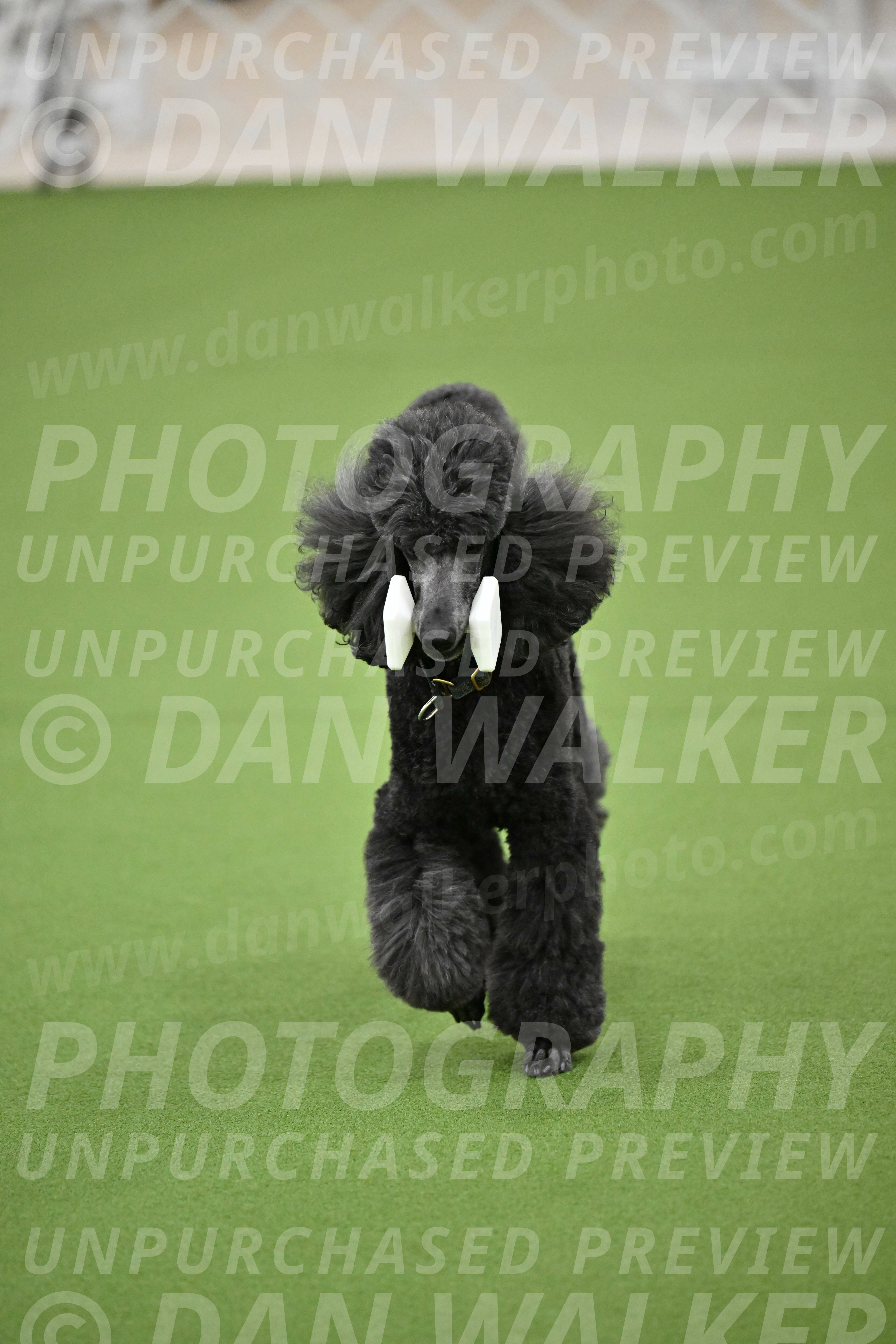 Ring-2-Morning-Obedience_0969