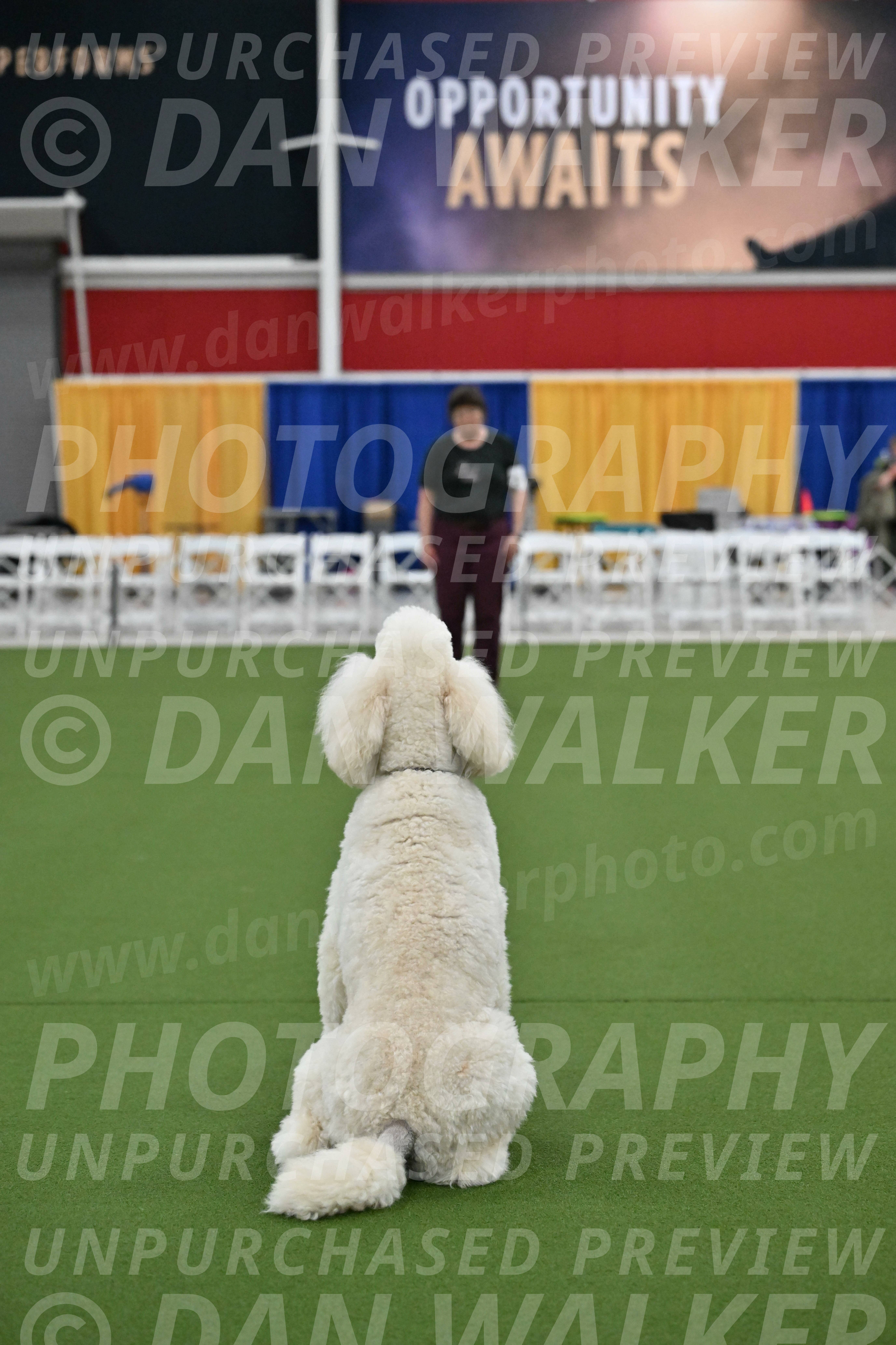 Ring-2-Morning-Obedience_1199