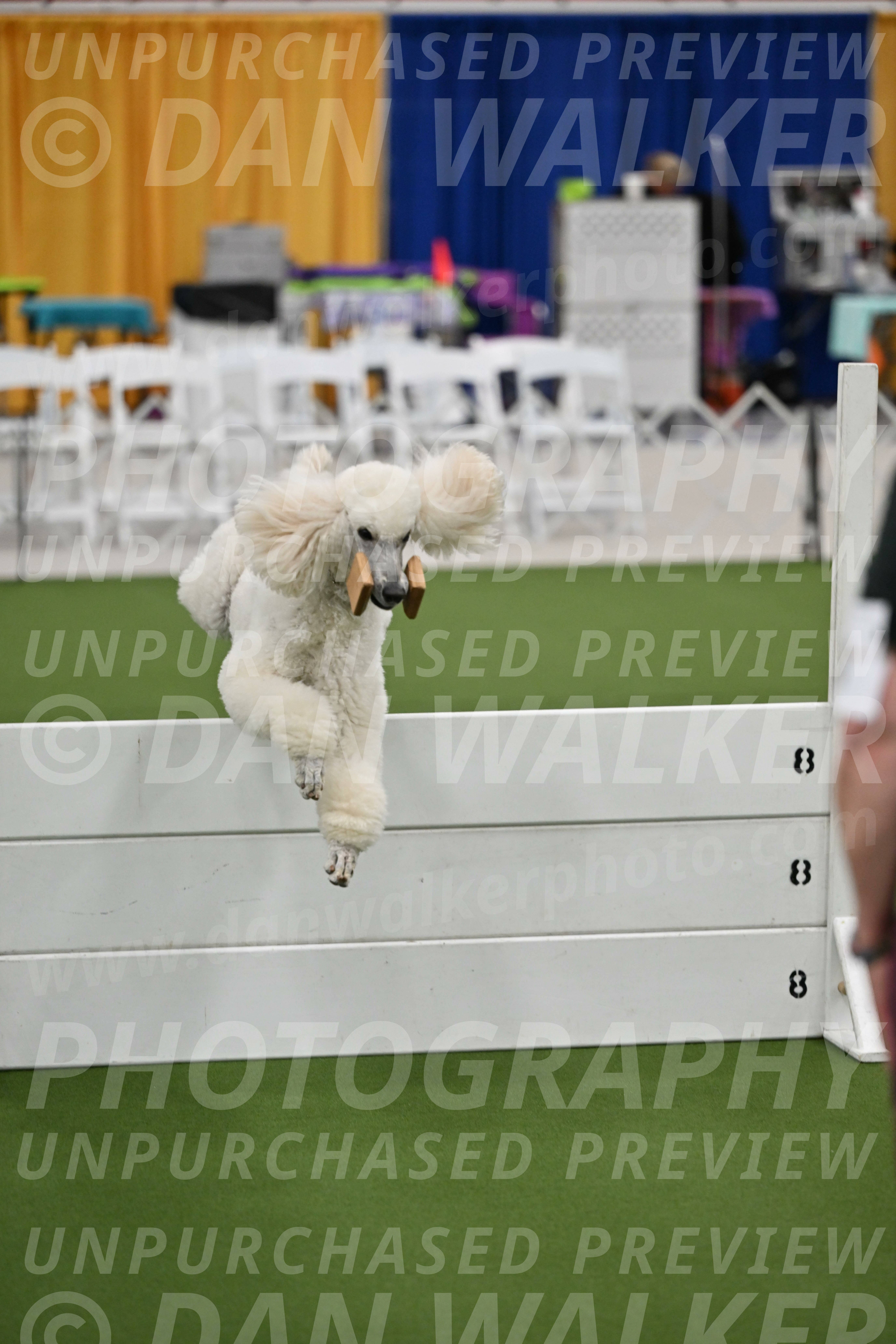 Ring-2-Morning-Obedience_1758