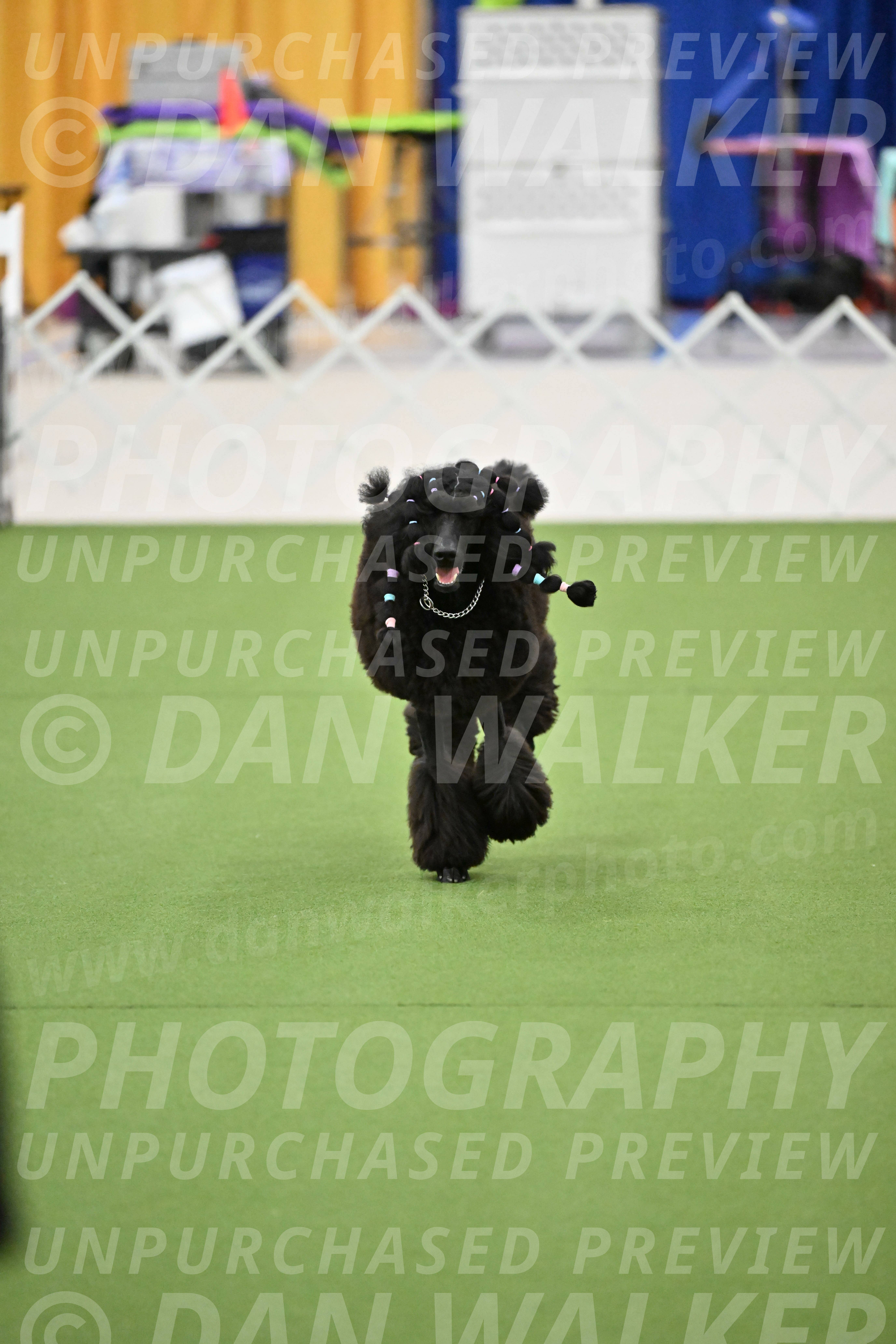 Ring-2-Morning-Obedience_1802