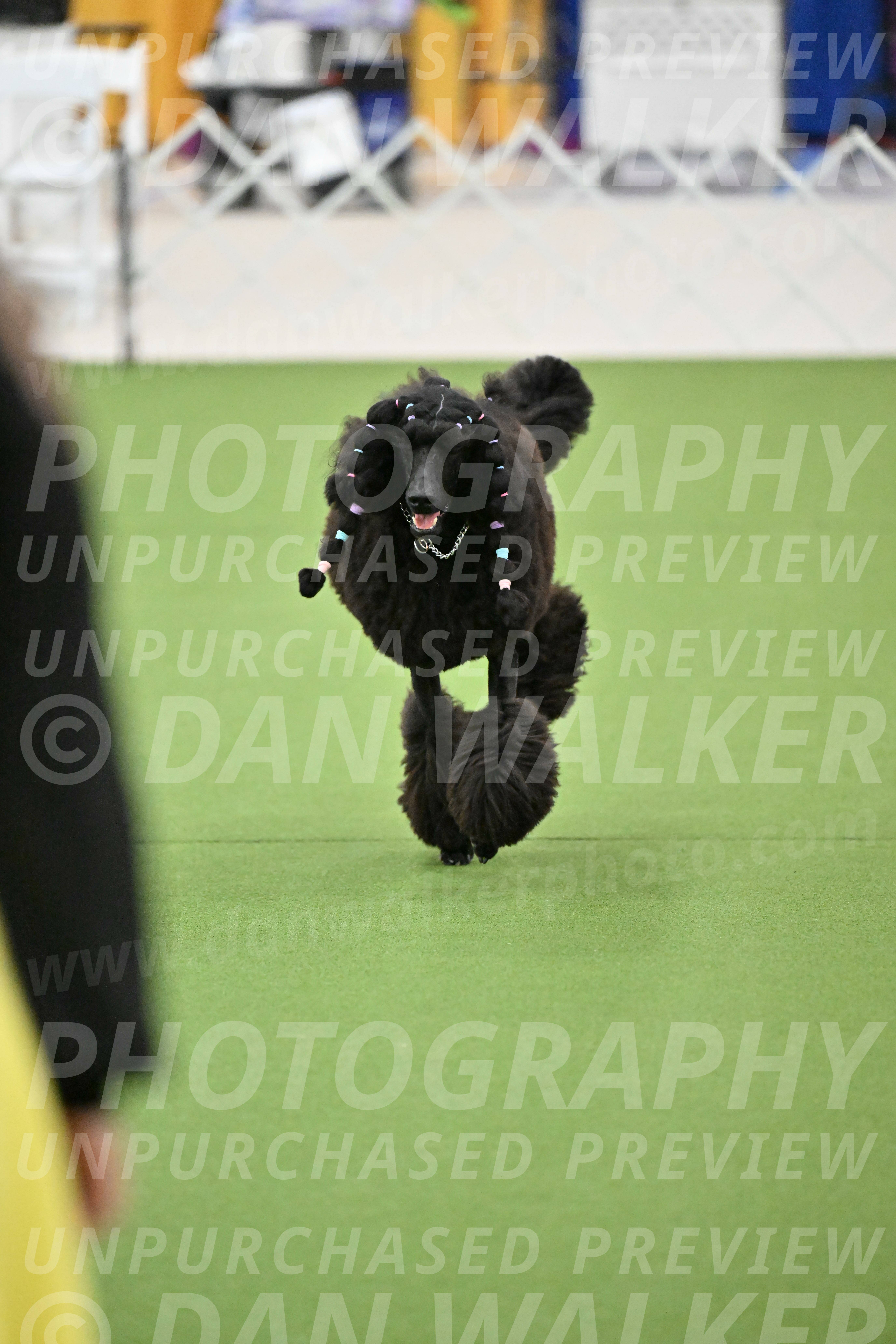 Ring-2-Morning-Obedience_1804