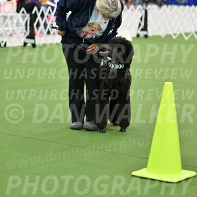 Ring-3-Afternoon-Obedience_2256