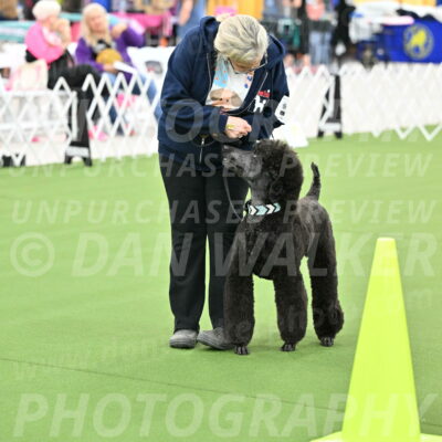 Ring-3-Afternoon-Obedience_2258