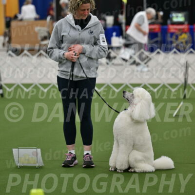 Ring-3-Afternoon-Obedience_2298