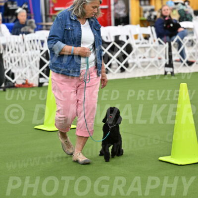 Ring-3-Afternoon-Obedience_2350