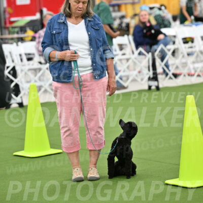 Ring-3-Afternoon-Obedience_2353