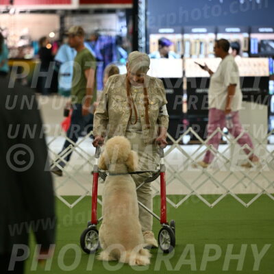 Ring-3-Afternoon-Obedience_2388