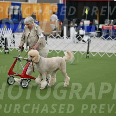 Ring-3-Afternoon-Obedience_2389