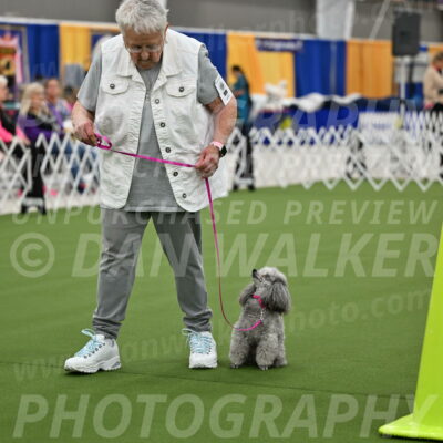 Ring-3-Afternoon-Obedience_2402