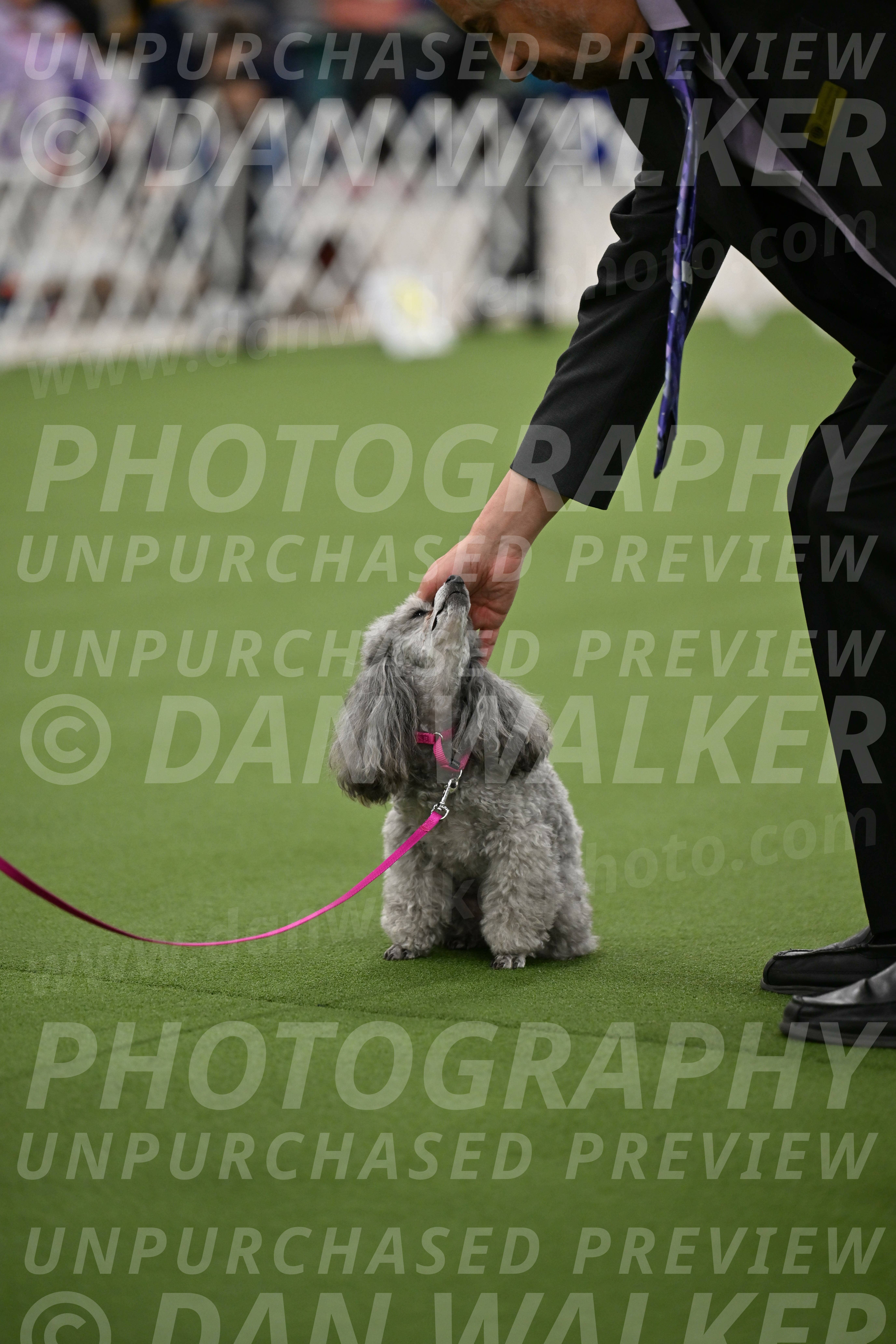 Ring-3-Afternoon-Obedience_2403