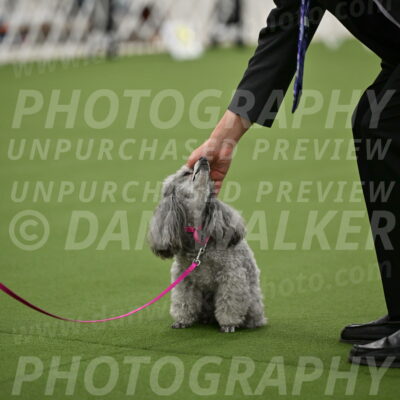 Ring-3-Afternoon-Obedience_2403