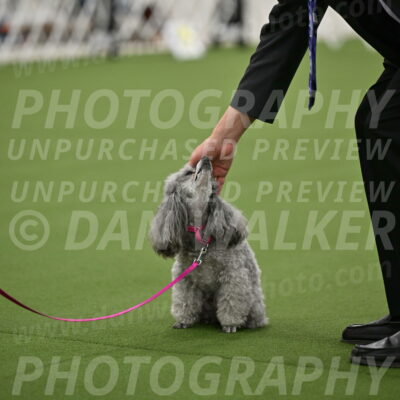 Ring-3-Afternoon-Obedience_2404