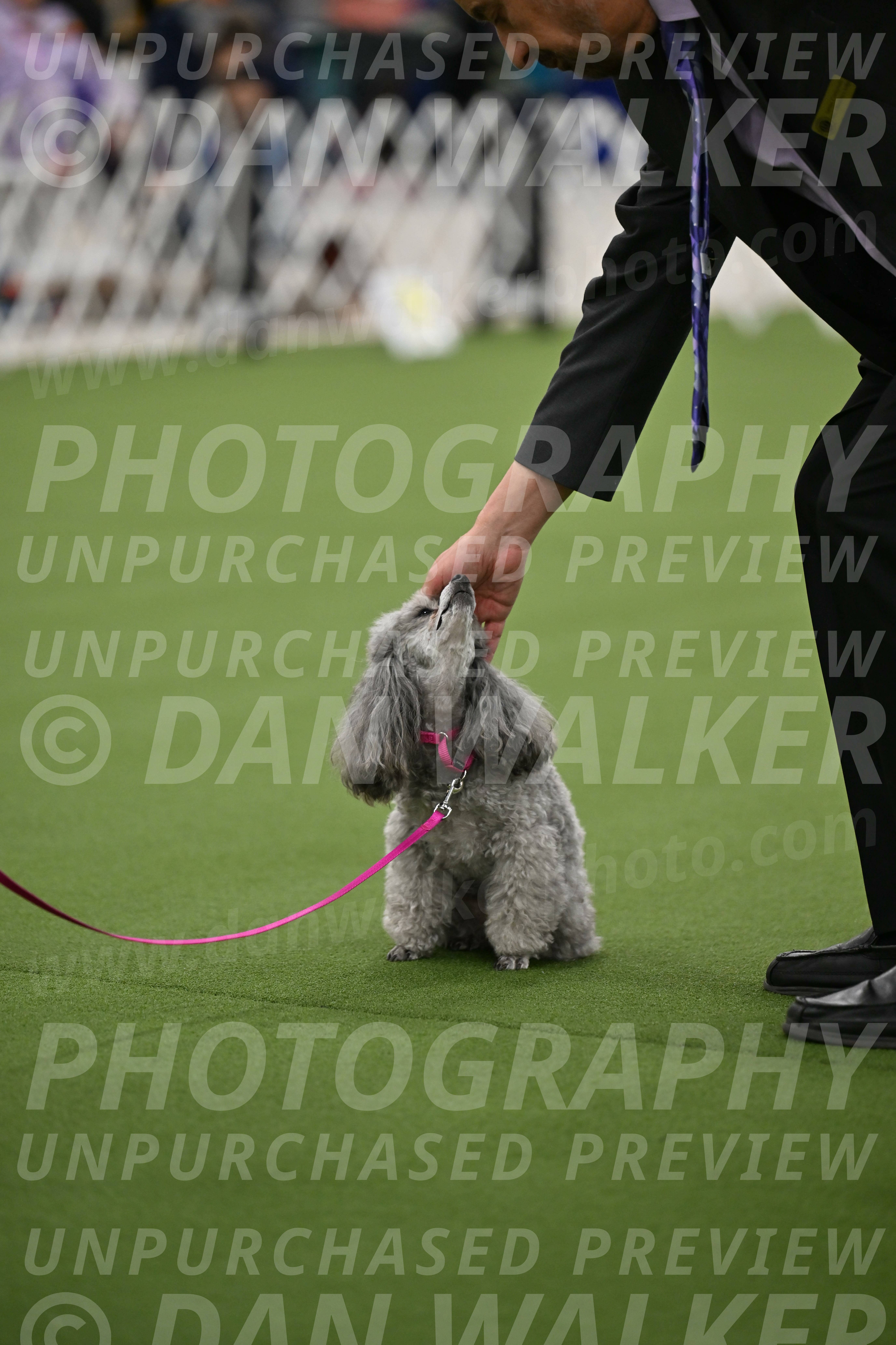 Ring-3-Afternoon-Obedience_2404