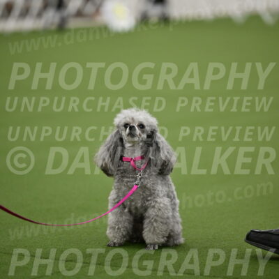 Ring-3-Afternoon-Obedience_2406