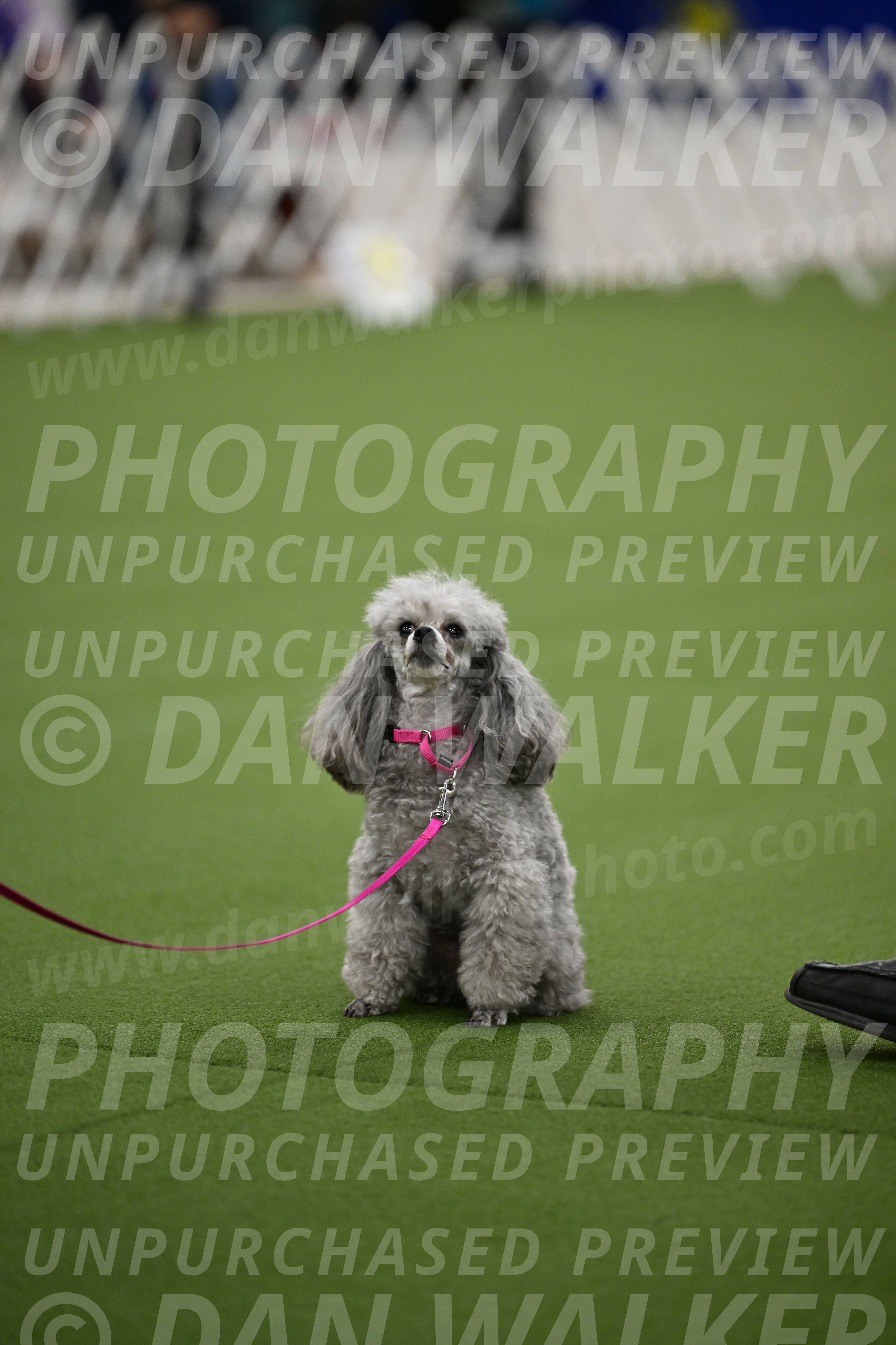 Ring-3-Afternoon-Obedience_2406