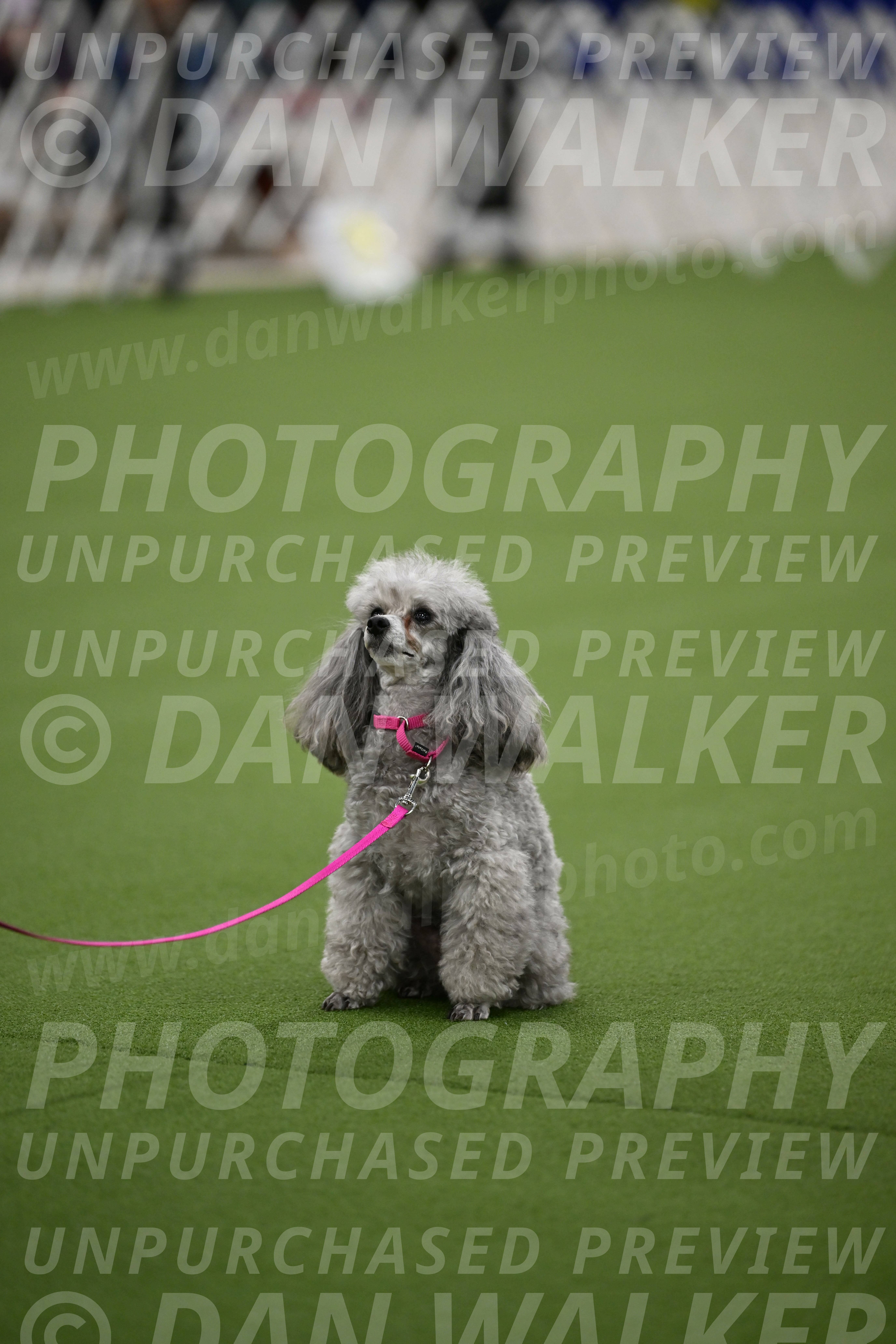 Ring-3-Afternoon-Obedience_2407