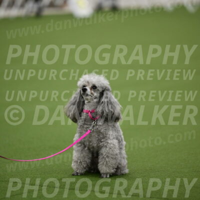 Ring-3-Afternoon-Obedience_2407