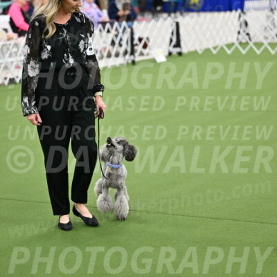 Ring-3-Afternoon-Obedience_2425