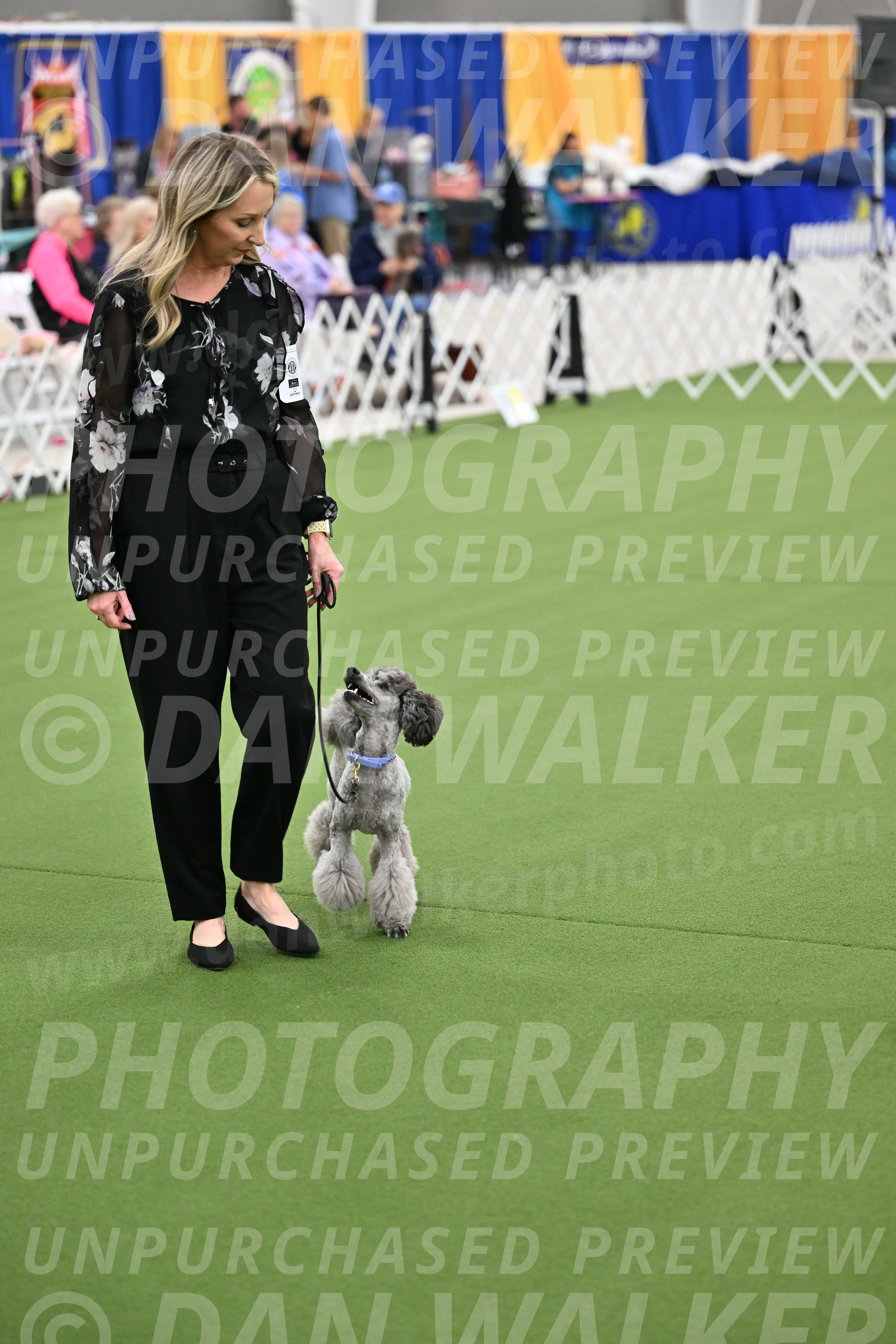 Ring-3-Afternoon-Obedience_2425