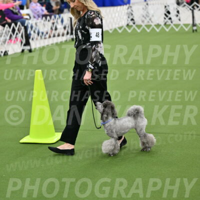 Ring-3-Afternoon-Obedience_2430