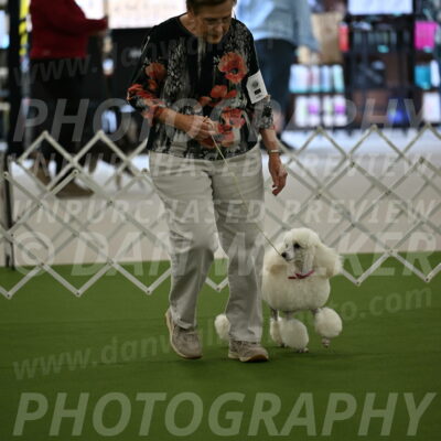 Ring-3-Morning-Obedience_0084