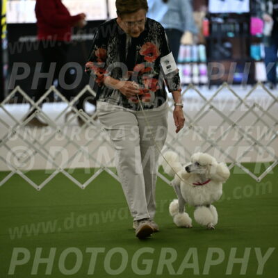 Ring-3-Morning-Obedience_0086