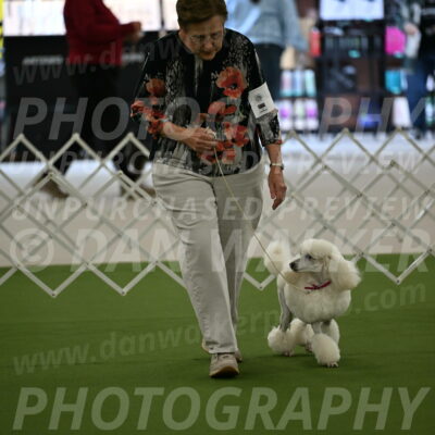 Ring-3-Morning-Obedience_0087