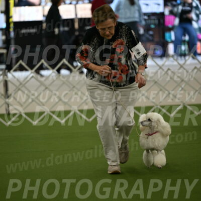 Ring-3-Morning-Obedience_0089