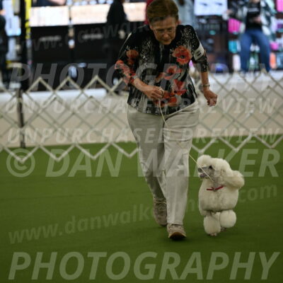 Ring-3-Morning-Obedience_0091