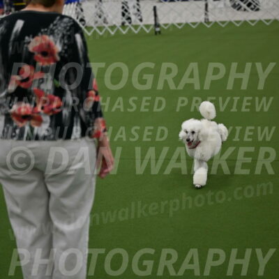 Ring-3-Morning-Obedience_0151