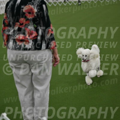 Ring-3-Morning-Obedience_0152