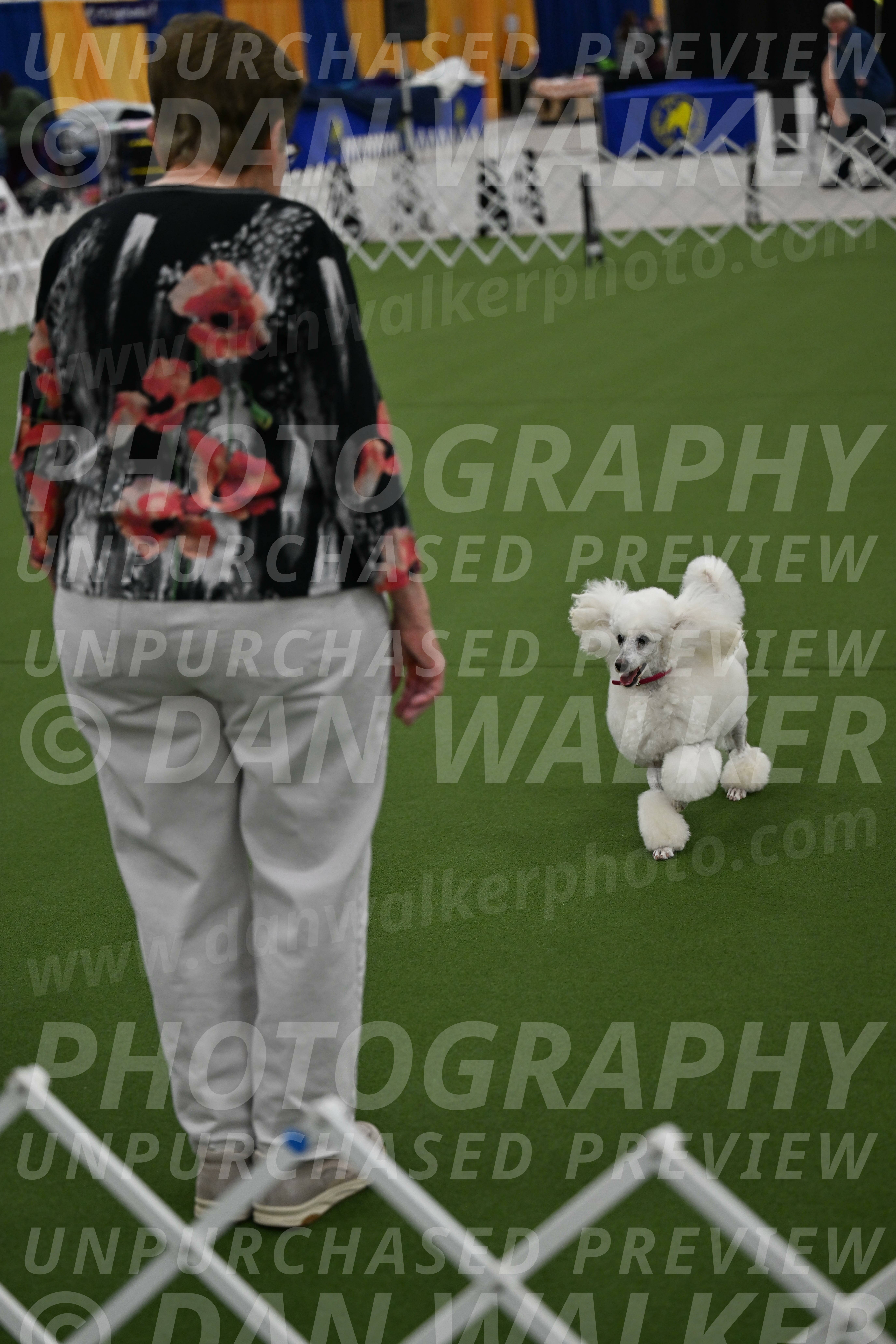 Ring-3-Morning-Obedience_0152