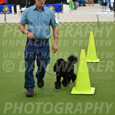 Ring-3-Morning-Obedience_0405