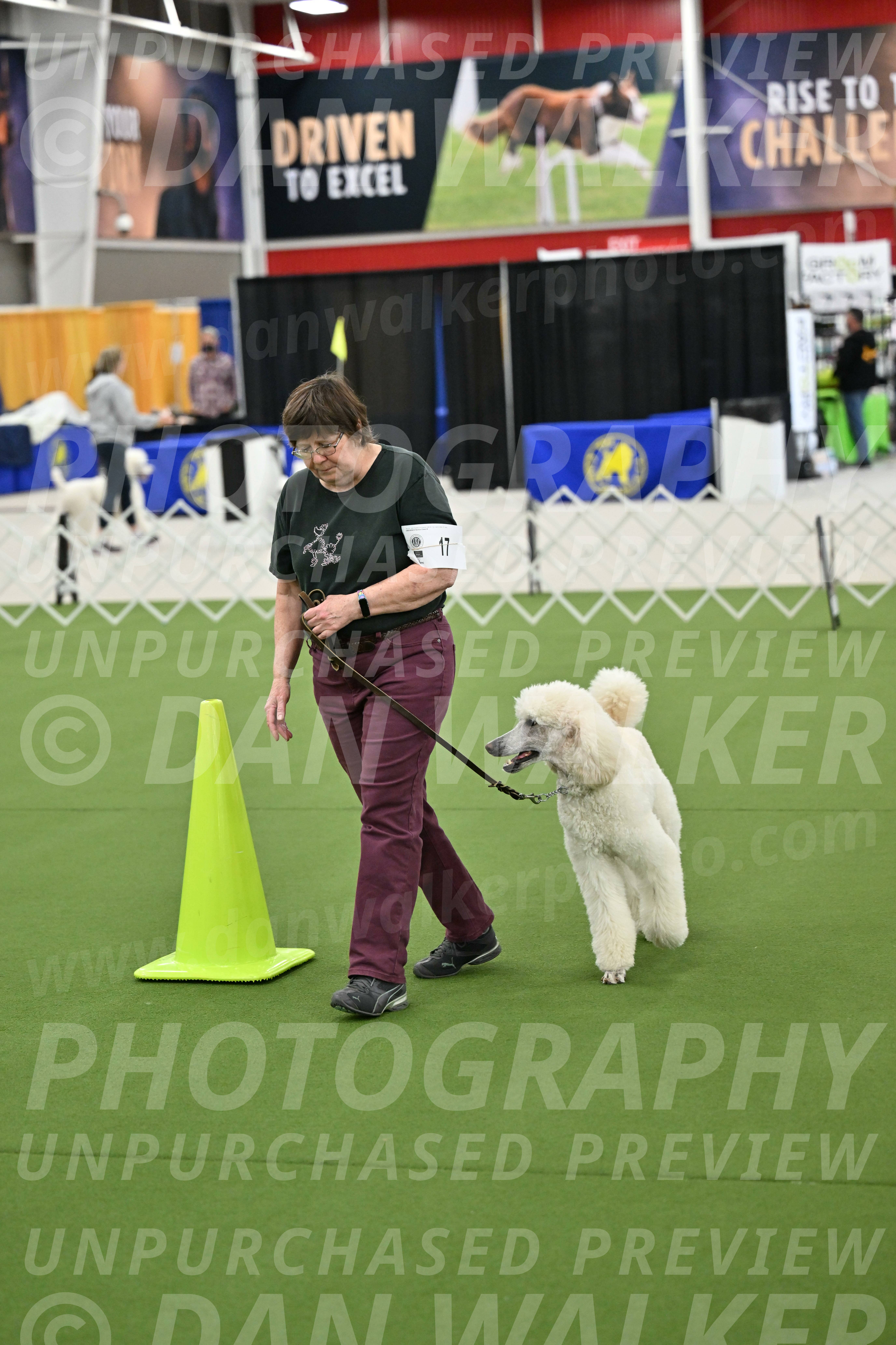 Ring-3-Morning-Obedience_0767