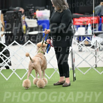 Parade-of-Rescues_2066