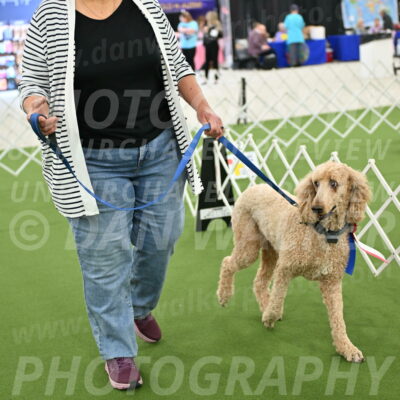 Parade-of-Rescues_2126