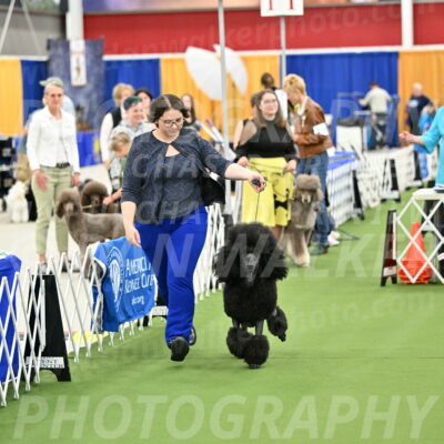 Parade-of-Titles_2697