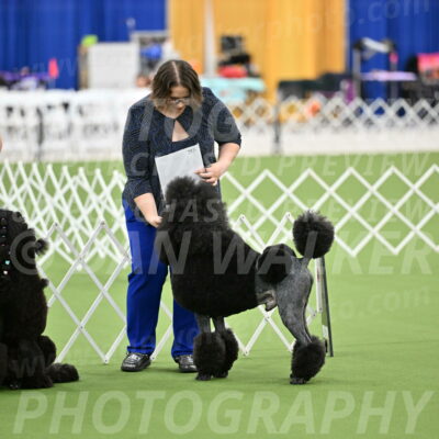 Parade-of-Titles_2703