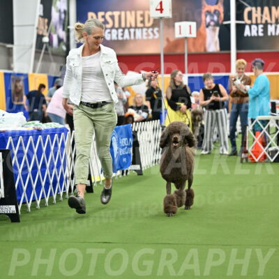 Parade-of-Titles_2722