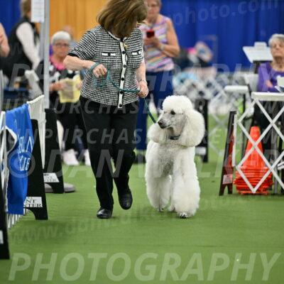 Parade-of-Titles_2748