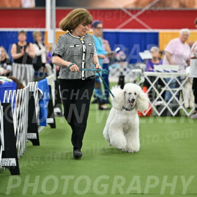 Parade-of-Titles_2754