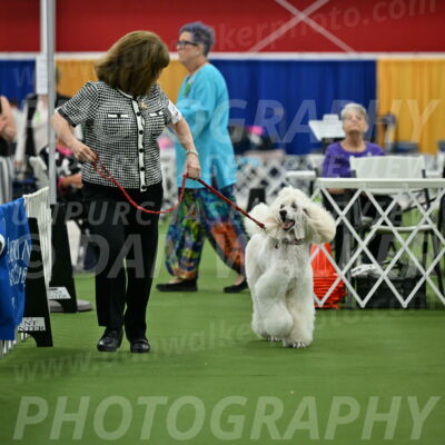 Parade-of-Titles_2769