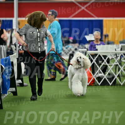 Parade-of-Titles_2770