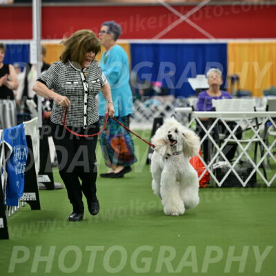 Parade-of-Titles_2771