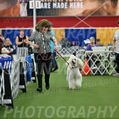 Parade-of-Titles_2774