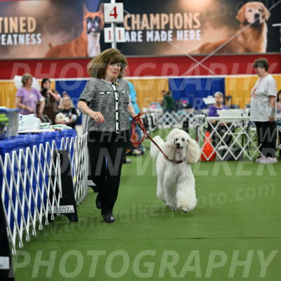 Parade-of-Titles_2781